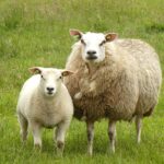 Pourquoi le sacrifice d’un animal est-il central dans la célébration de l’Aïd el-Adha ?